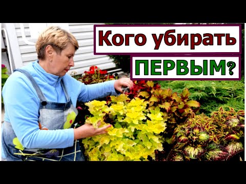Видео: Какие цветы убираем первыми на зимовку? Обещают первые заморозки