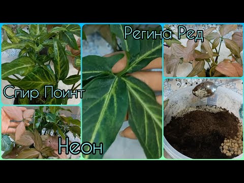 Видео: СИНГОНИУМЫ🌱Регина Ред🌹Спир Поинт🌱Неон🌱Пересадка🌹Состав грунта🌱Размножение🌱Формирование растений🌹