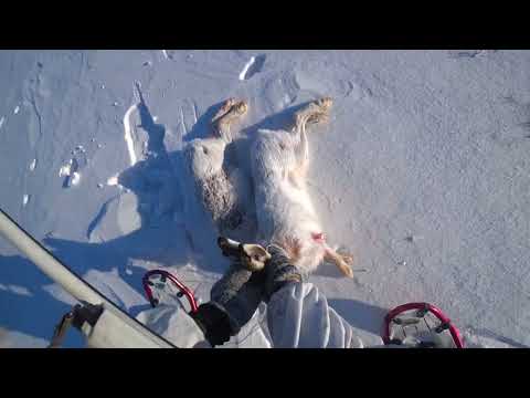 Видео: Охота на зайца русака. Гончаки дали дусту зайцам. Сезон 2022-2023. №142