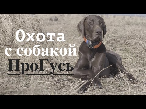 Видео: Собака на гусиной охоте