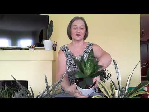 Видео: Какой вид сансевиерий супер.