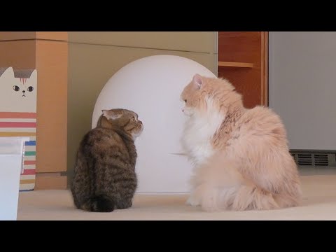 Видео: ЛуЛу бросился на ДиДи! (RUS SUB)