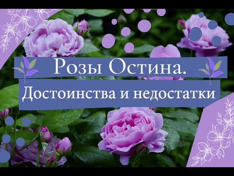 Видео: Розы Остина.  Достоинства и недостатки.