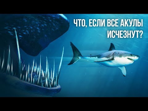 Видео: Что, если бы все виды акул внезапно исчезли