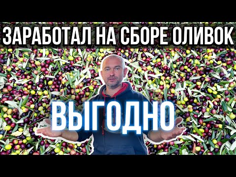 Видео: Сколько я заработал на сборе оливок в Италии. Выгодно!