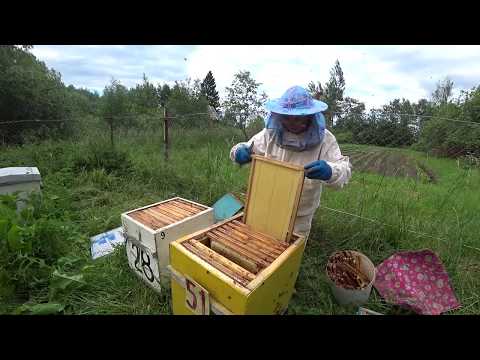 Видео: Мёда много -  переносим его в отводки и ставим магазины.  Пасека Лаврова