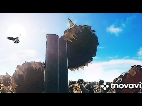 Видео: Охота на вяхиря с чучелами в подсолнухе.