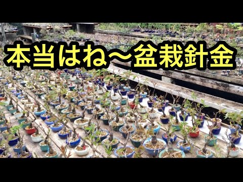 Видео: Меры предосторожности при выращивании бонсай в поле ・ Метод проволочного выращивания бонсай,