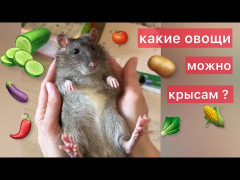 Видео: Какие овощи можно крысам, а какие нельзя? 