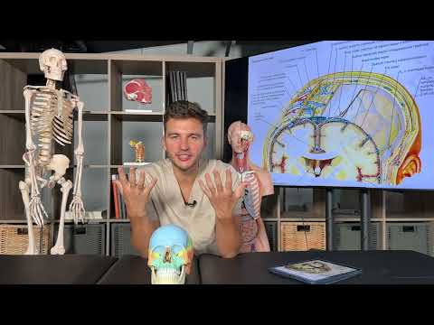 Видео: Как ПАЛЬПИРОВАТЬ КОСТИ ЧЕРЕПА?