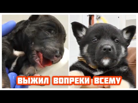 Видео: История больного бездомного щенка. Каким он стал.