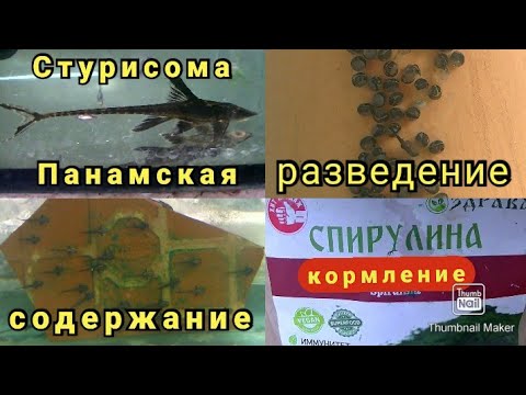 Видео: Как я сомиков развожу, кормлю и содержу