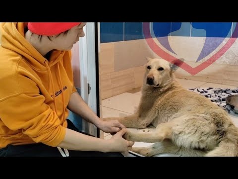 Видео: Бельчонок, принес первых клещей в нашу бесплатную ветсанчасть...