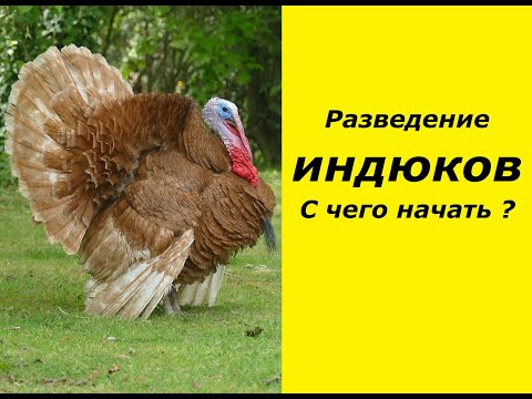 Видео: Разведение индюков в домашних условиях .С чего начать? Советы начинающим. Индюки Красный бурбон?