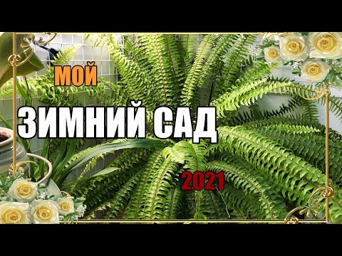 Видео: МОЙ ЗИМНИЙ САД НА ЛОДЖИИ 2021//ЗИМНИЙ САД на балконе квартиры