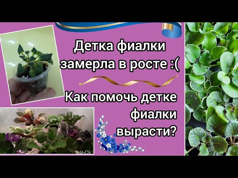 Видео: Детка фиалки замерла в росте! Как помочь детке вырасти? Простое решение проблем!