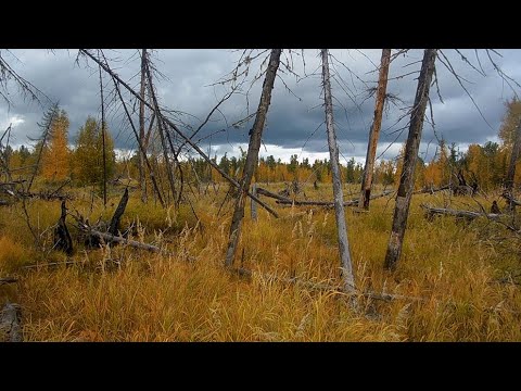 Видео: В поисках "Чёртова кладбища". Экспедиция ЧК-2019. Часть 2.