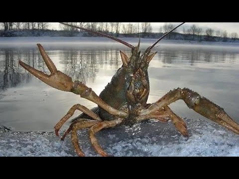 Видео: Как ловить раков на бредень осенью!