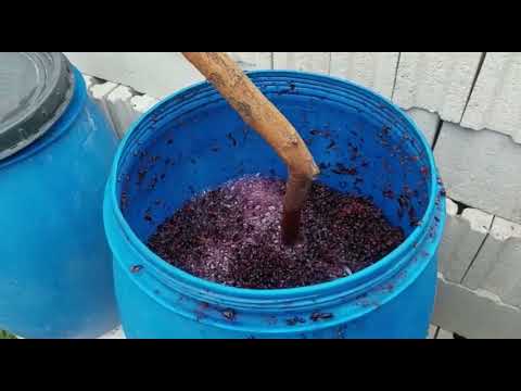 Видео: КАК СДЕЛАТЬ ДОМАШНЕЕ МОЛДАВСКОЕ ВИНО КРАСНОЕ (ЧАСТЬ 1) 2022