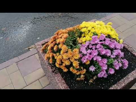 Видео: Прогулка по ул. Социалистическая в Ростове-на-Дону. От Будённовского до Ворошиловского пр-та #travel