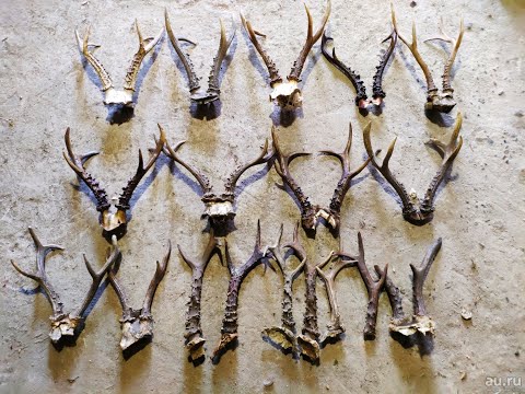 Видео: ВОТ ЭТО КОЛЛЕКЦИЯ РОГОВ !!!!  Trophäenhörner des sibirischen Reh. Trophy roe deer horns.
