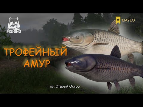 Видео: Рыбалка на трофейного амура оз. Старый Острог | Русская Рыбалка 4 | РР4 MAYLO