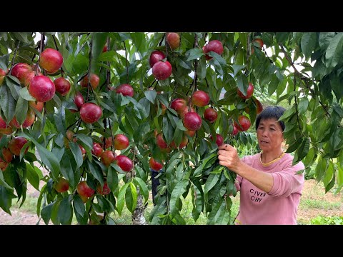 Видео: Желтый персик красный, бабушка делает консервированные желтые персики