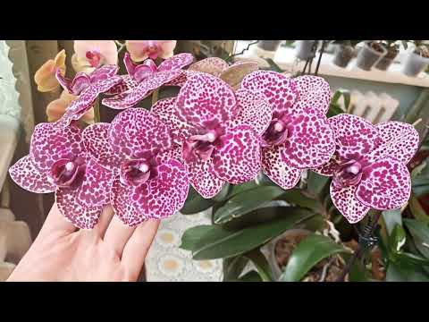 Видео: Орхідея Дикий кіт - моя плямиста фаворитка!