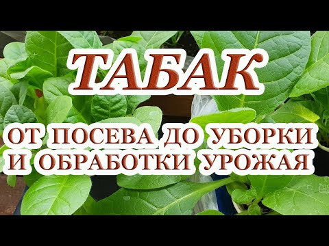 Видео: ТАБАК. От посева до уборки урожая. Признаки зрелости табачного листа.Особенности сушки и ферментации