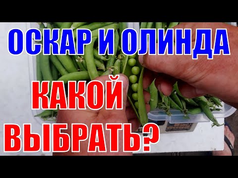 Видео: Обзор гороха ''ОСКАР''  ''ОЛИНДА''!