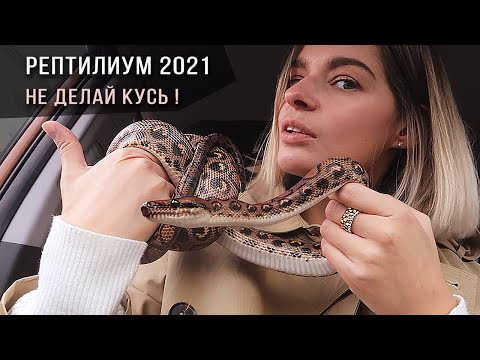 Видео: Выставка РЕПТИЛИУМ 2021: распаковка змей на 100 тысяч рублей, чуть не укусил удав!