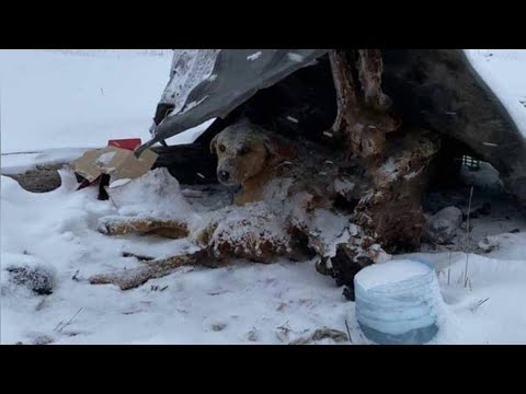 Видео: Погребенный под снегом и в слезах, он ждал несколько дней — и вот, любовь наконец нашла его вовремя!