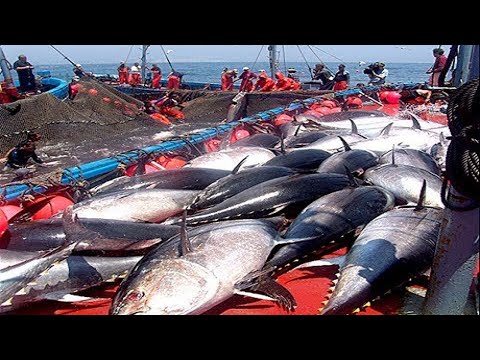Видео: Все должны посмотреть видео этого рыбака - поймать сотни тонн гигантского синего тунца.