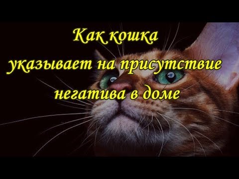 Видео: КАК КОШКА УКАЗЫВАЕТ НА ПРИСУТСТВИЕ НЕГАТИВА В ДОМЕ   The cat and the evil spirit
