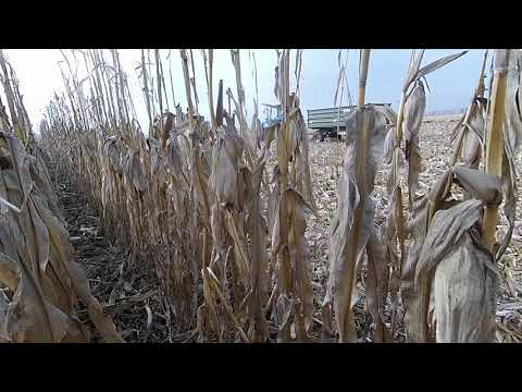 Видео: Кукуруза КВС "КЕРБЕРОС" (як воно в 2021р) ЧАСТИНА 2 💯