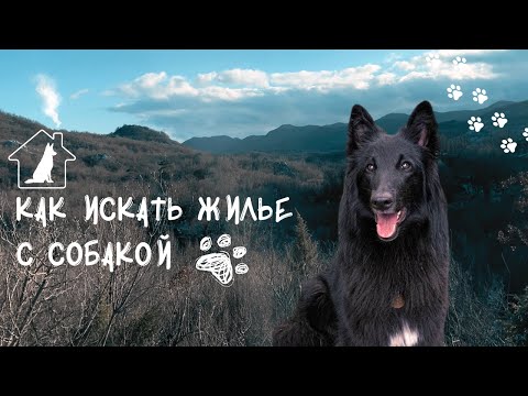 Видео: Как снять жилье с животным: полная инструкция