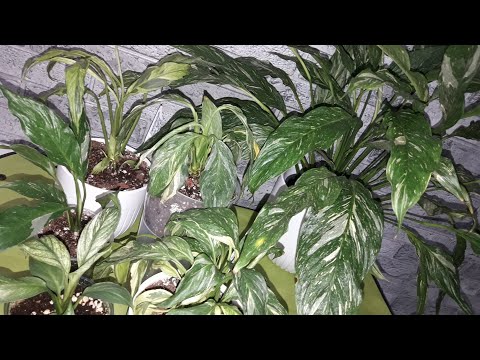 Видео: КОМНАТНЫЕ РАСТЕНИЯ(ЦВЕТЫ).ПОКУПКИ.СПАТИФИЛЛУМЫ.