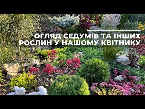 Видео: Огляд седумів та інших рослин у нашому квітнику