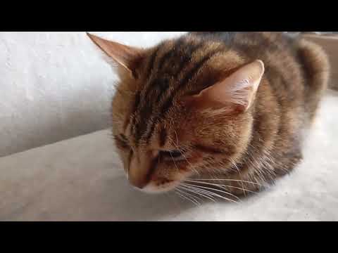 Видео: Даша  везут  машинки и красная дорожка есть Даши дорогая кошка  котята будут дорогие индейку грутку