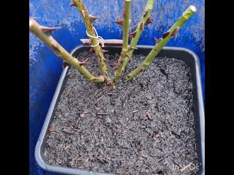 Видео: Посадка голокорневой розы в 5 литровый горшок