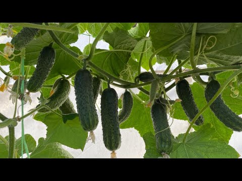 Видео: КАК ПРОДЛИТЬ ПЛОДОНОШЕНИЕ ОГУРЦОВ ДО ОСЕНИ! ТОЛЬКО ЭТИ СОРТА БУДУ ВЫРАЩИВАТЬ В 2022г