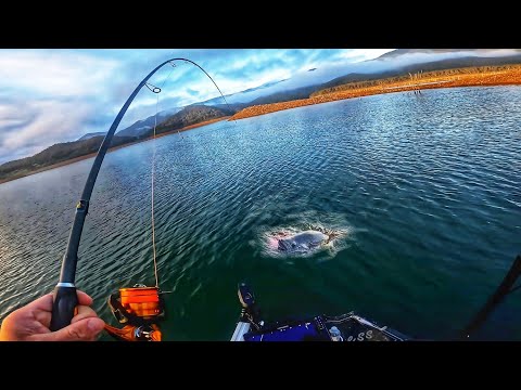 Видео: Ловля муррейской трески и желтобрюхого лосося на озере Эйлдон