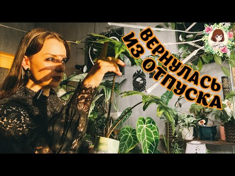 Видео: НОВИНКИ | ВСЕ РАСТЕНИЯ (почти) ЖИВЫ! Часть 1: Удобряю и поливаю после месяца отсутствия #растения
