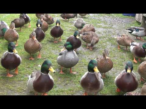 Видео: Решил проверить молодых подсадных уточек.