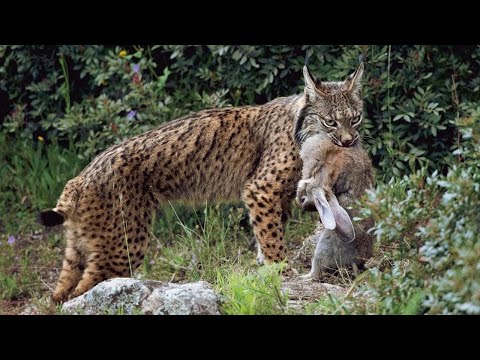 Видео: Эта кошка ловит кроликов лучше всех - Иберийская Рысь в деле!