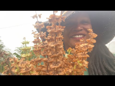 Видео: Осенний тур по саду