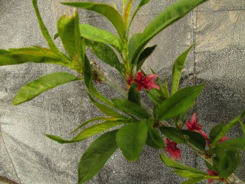 Видео: ЧТО ДЕЛАТЬ ЕСЛИ НЕ РАСПУСКАЕТСЯ ДЕРЕВО.