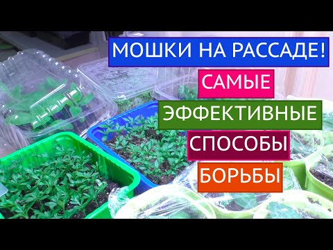 Видео: ПРОЩАЙ КОМАРИК! НА МОЕЙ РАССАДЕ ТЕБЕ НЕ МЕСТО!