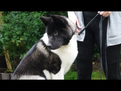 Видео: ДТ - 259. Фрагмент индивидуального урока-консультации с американской акитой пряником.