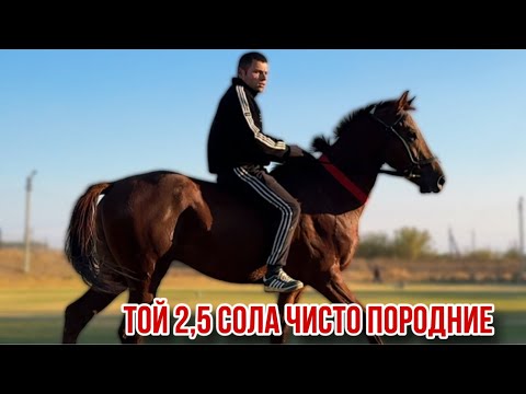 Видео: Той аз Конезавод 2,5 сола оригирал 8 ноября 2025 г.